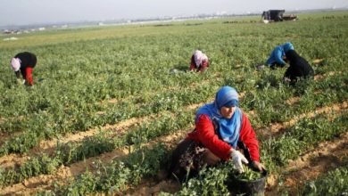 نساء بني حمدان نموذج للمرأة الريفية الناجحة