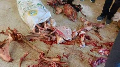 عضام لحوم الحمير بعد فصل اللحم